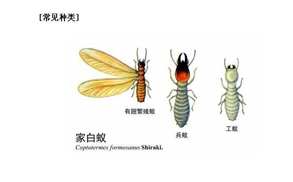 白蟻防治措施—2015最詳細(xì)的方案