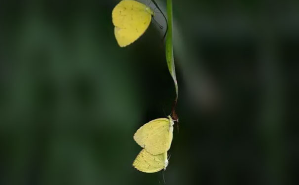 大自然才是最好的“優(yōu)衣庫試衣間”