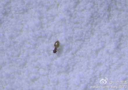 殺蟲公司