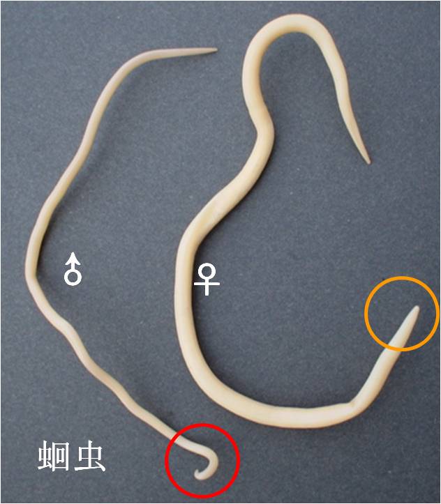 殺蟲公司