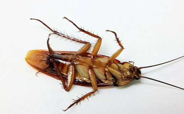消殺公司