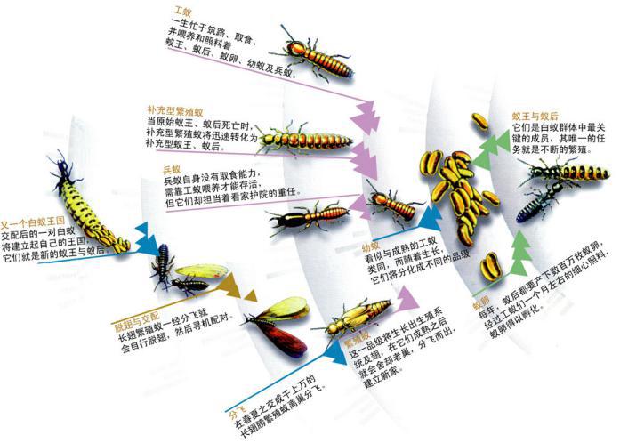滅白蟻公司嘔心瀝血整理五大白蟻防治方法