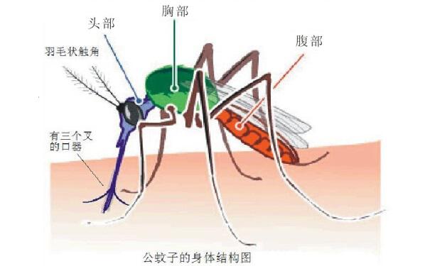 除蟲公司提醒你:滅蚊子首先要了解蚊子