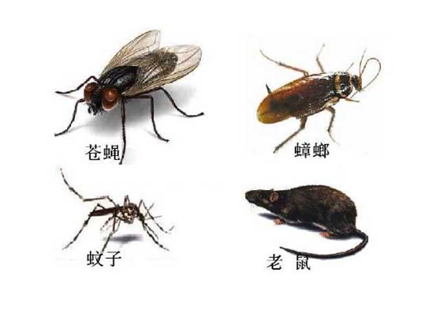 除蟲公司如何有效防治蟲害