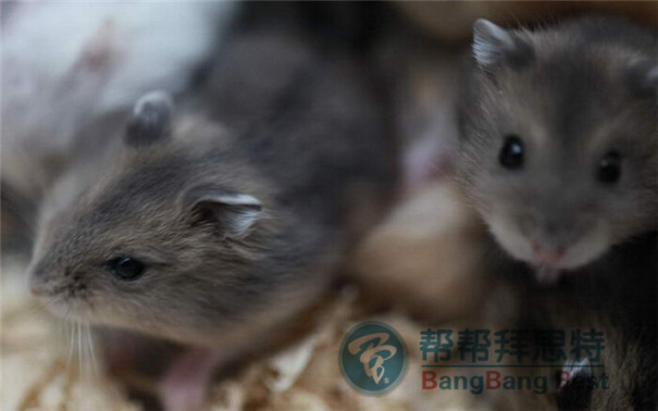 滅鼠公司制定針對(duì)倉(cāng)庫(kù)滅鼠最好的方法