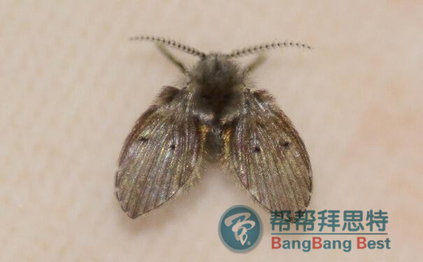 家里出現(xiàn)大量的小飛蟲應(yīng)該如何簡(jiǎn)單消滅
