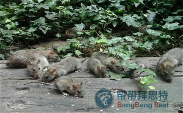 最專業(yè)的滅鼠方法還得請(qǐng)教滅鼠公司