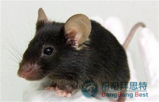 最專業(yè)的滅鼠方法還得請(qǐng)教滅鼠公司