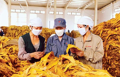 煙廠中最常見的煙草甲蟲最佳防治方法