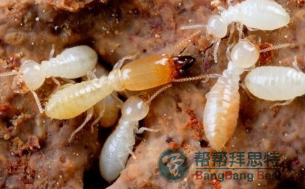 白蟻防治的基本方法以及最重要的注意事項