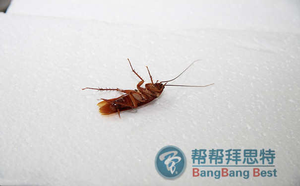 除蟲公司教你從源頭殺蟑螂