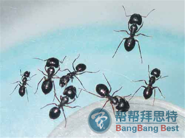 家里發(fā)現(xiàn)螞蟻應(yīng)該如何防治
