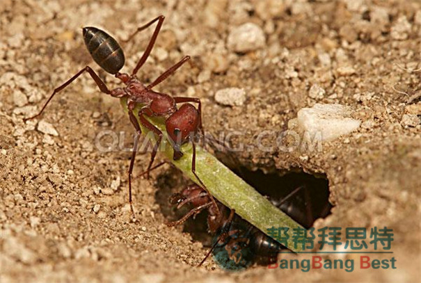 除蟲公司告訴你如何消滅螞蟻