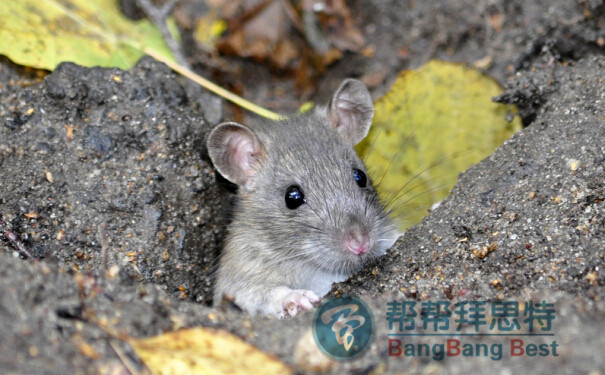 食品工廠老鼠入侵的原因及滅鼠的注意事項