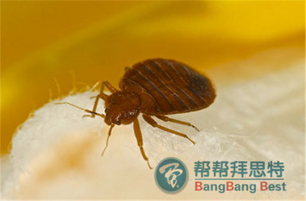 除蟲公司告訴你2017年最佳滅臭蟲的方法