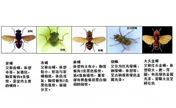 除蟲公司描述蒼蠅的習(xí)性及防治方法