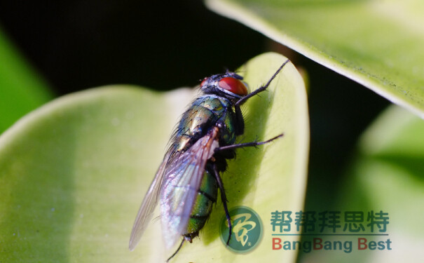 除蟲公司描述蒼蠅的習(xí)性及防治方法