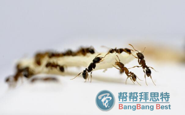 幫幫拜思特專業(yè)殺蟲(chóng)公司教你滅螞蟻