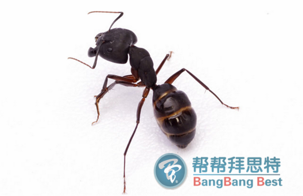 幫幫拜思特專業(yè)殺蟲(chóng)公司教你滅螞蟻