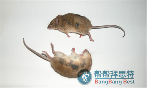 各場(chǎng)所鼠害問(wèn)題滅鼠公司應(yīng)該如何處理