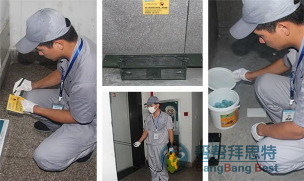 滅鼠公司教你消滅老鼠最正確的方法