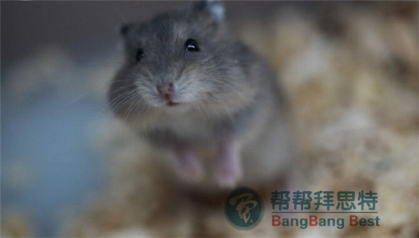 滅鼠公司教你養(yǎng)殖場發(fā)現(xiàn)老鼠應(yīng)該如何防治