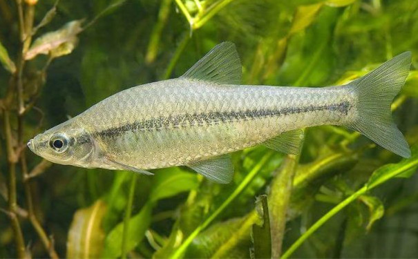 控蟲公司教你養(yǎng)魚治蚊