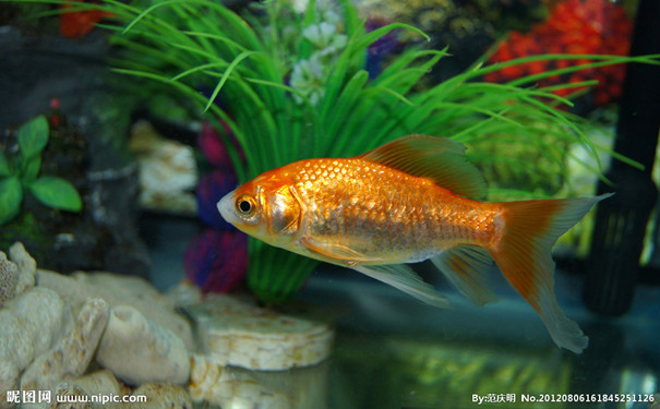 控蟲公司教你養(yǎng)魚治蚊