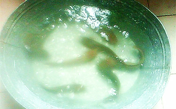 控蟲公司教你養(yǎng)魚治蚊