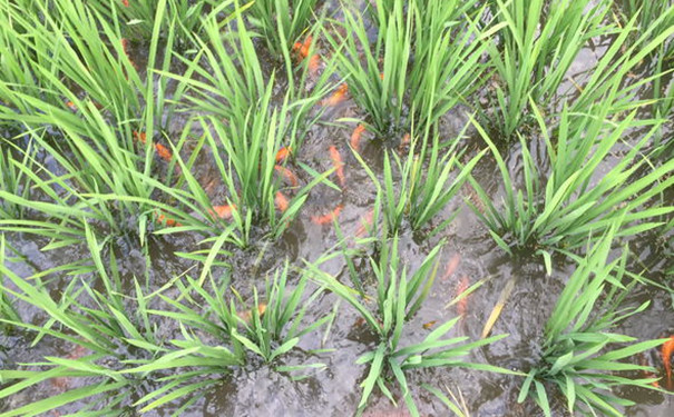 控蟲公司教你養(yǎng)魚治蚊