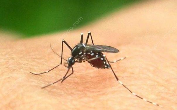 被蚊子咬了怎么正確處理控蟲公司來教你