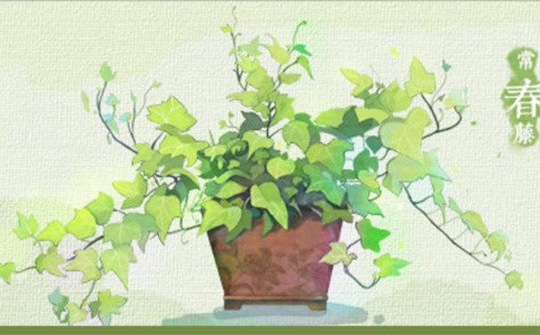 什么植物除可以甲醛專業(yè)除甲醛公司告訴你