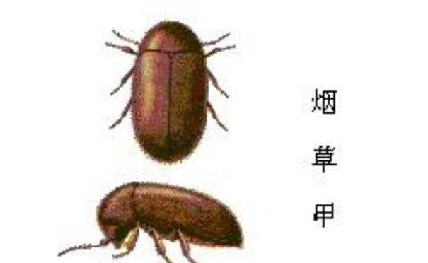 煙草甲是什么蟲要怎么防治除蟲公司告訴你