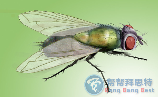 提高環(huán)境衛(wèi)生質(zhì)量對于蒼蠅防治很重要