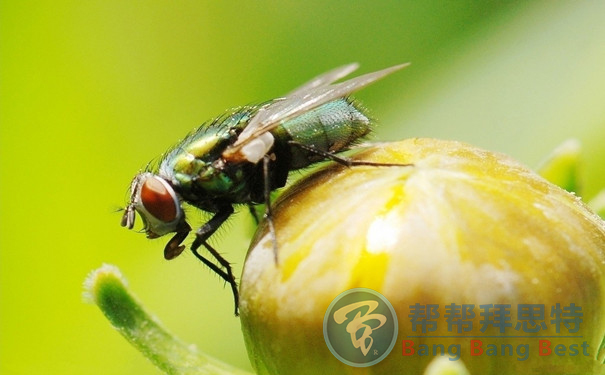 提高環(huán)境衛(wèi)生質(zhì)量對于蒼蠅防治很重要
