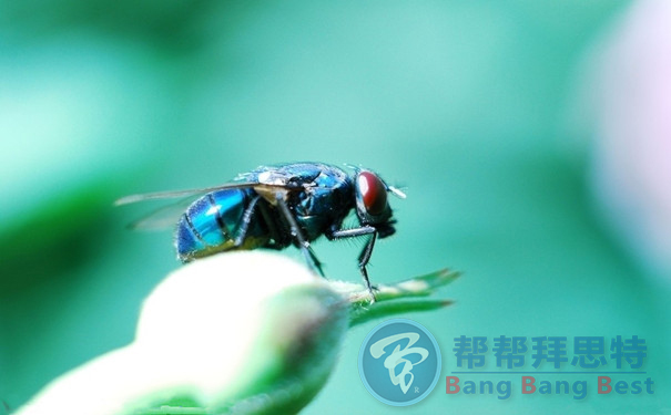 提高環(huán)境衛(wèi)生質(zhì)量對于蒼蠅防治很重要