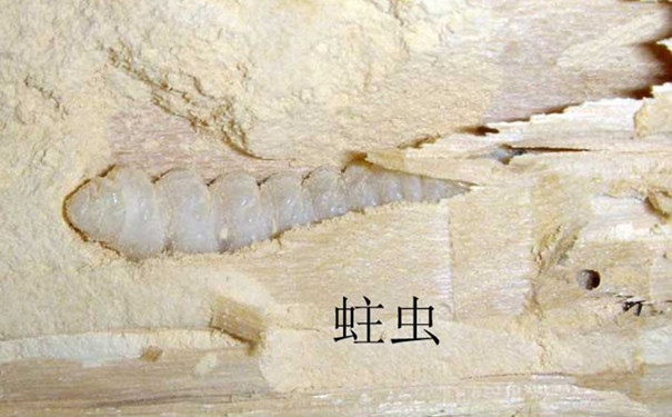 家中出現(xiàn)粉蠹蟲真么辦除蟲公司告訴你