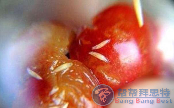 除蟲公司總結(jié)最有效的果蠅防治方法