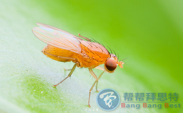 除蟲公司總結(jié)最有效的果蠅防治方法