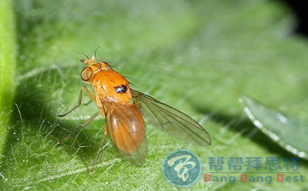 除蟲公司總結(jié)最有效的果蠅防治方法