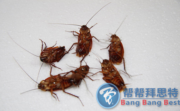 滅蟑公司告訴你消滅蟑螂的重要性