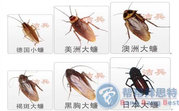 滅蟑公司告訴你消滅蟑螂的重要性