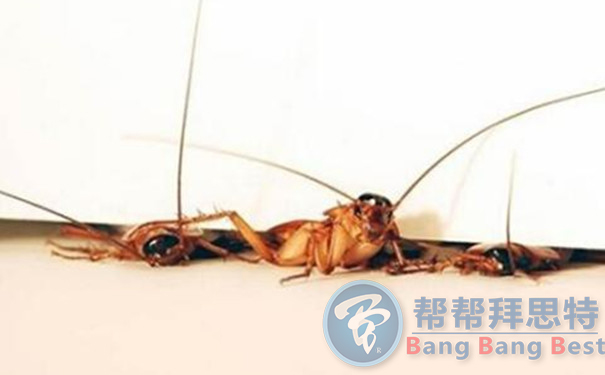 滅蟑公司告訴你消滅蟑螂的重要性