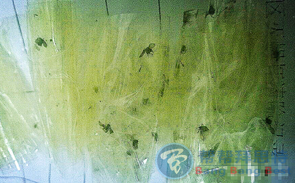 有效消滅蛾蠓的方法送給你