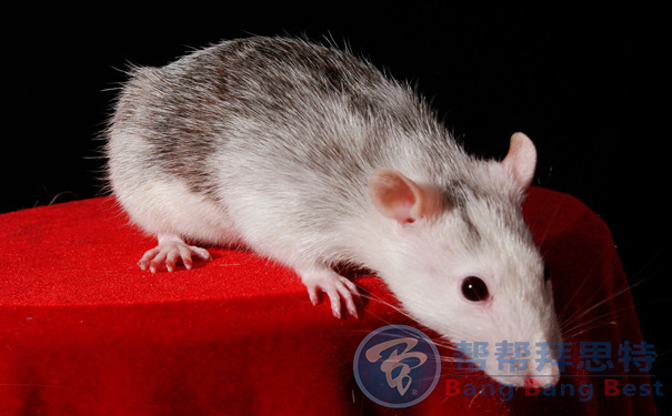 滅鼠公司總結(jié)家庭滅鼠最佳方法