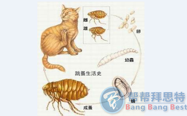 除蟲公司教你發(fā)現和預防寵物身上的寄生蟲