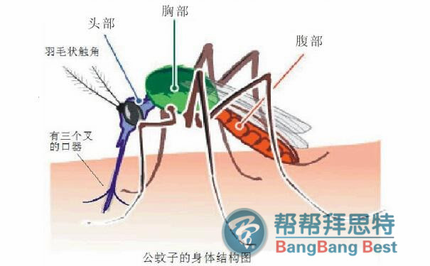滅蚊子最有效的方法是預(yù)防加治理