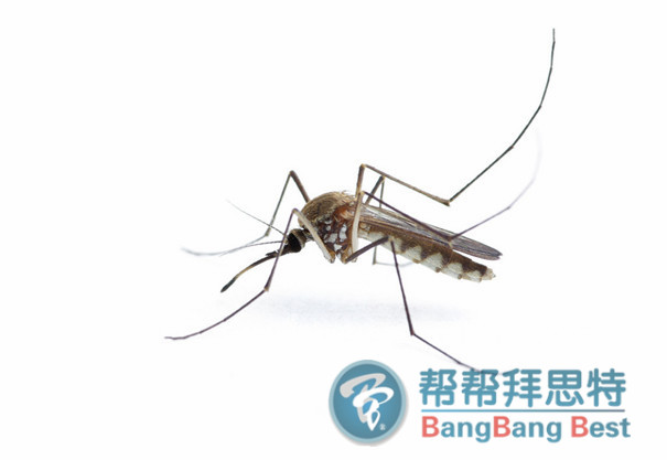 滅蚊子最有效的方法是預(yù)防加治理