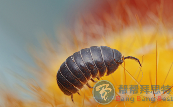 鼠婦潮蟲的預(yù)防及治理方法