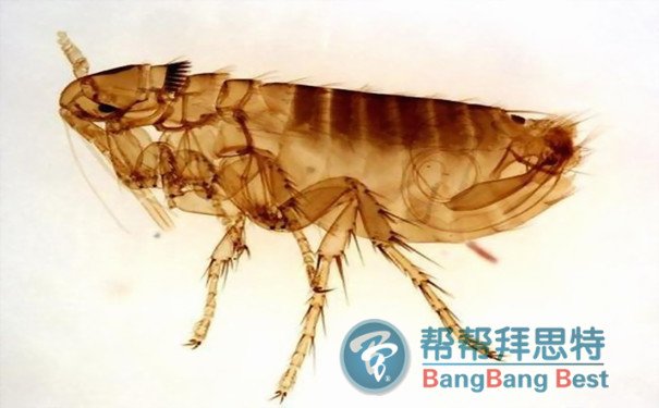 如何科學有效的防治跳蚤